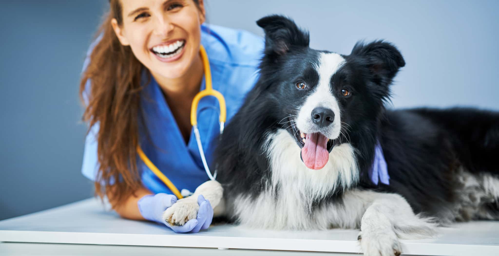 dog streamz main blog of 10 high maintenance brreds of dogs and health conditions which they commonly suffer from