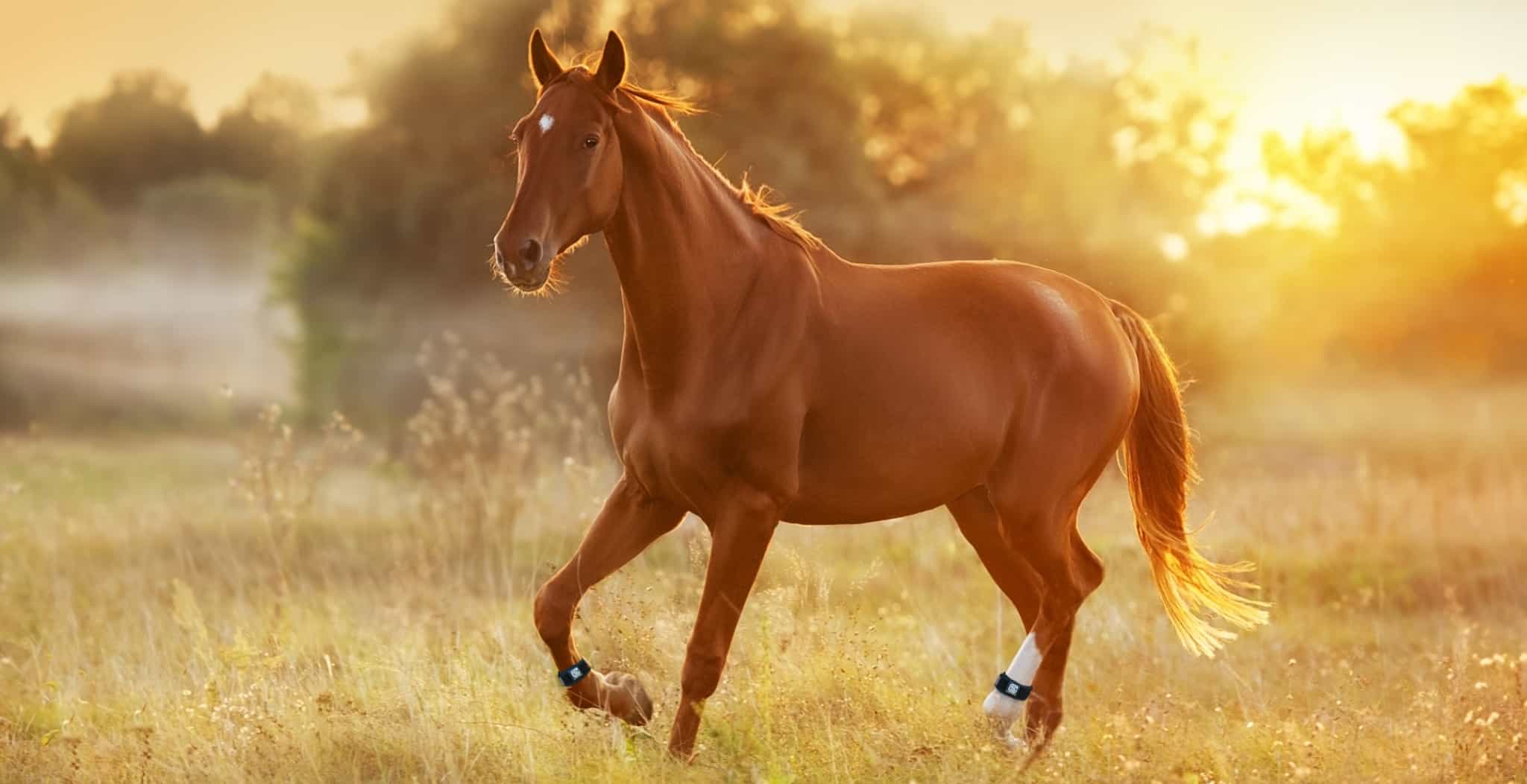 Common Summer Horse Injuries | Fitness, lameness and treatments