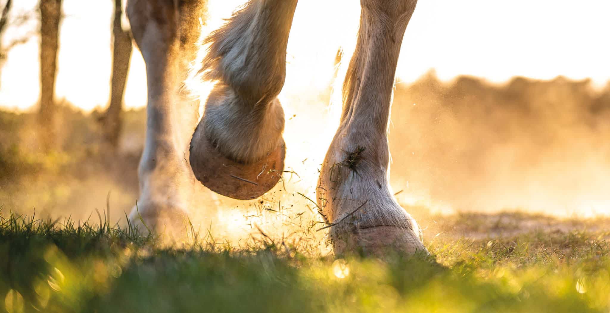 Anecdotal Study on 25 horses diagnosed with Ringbone