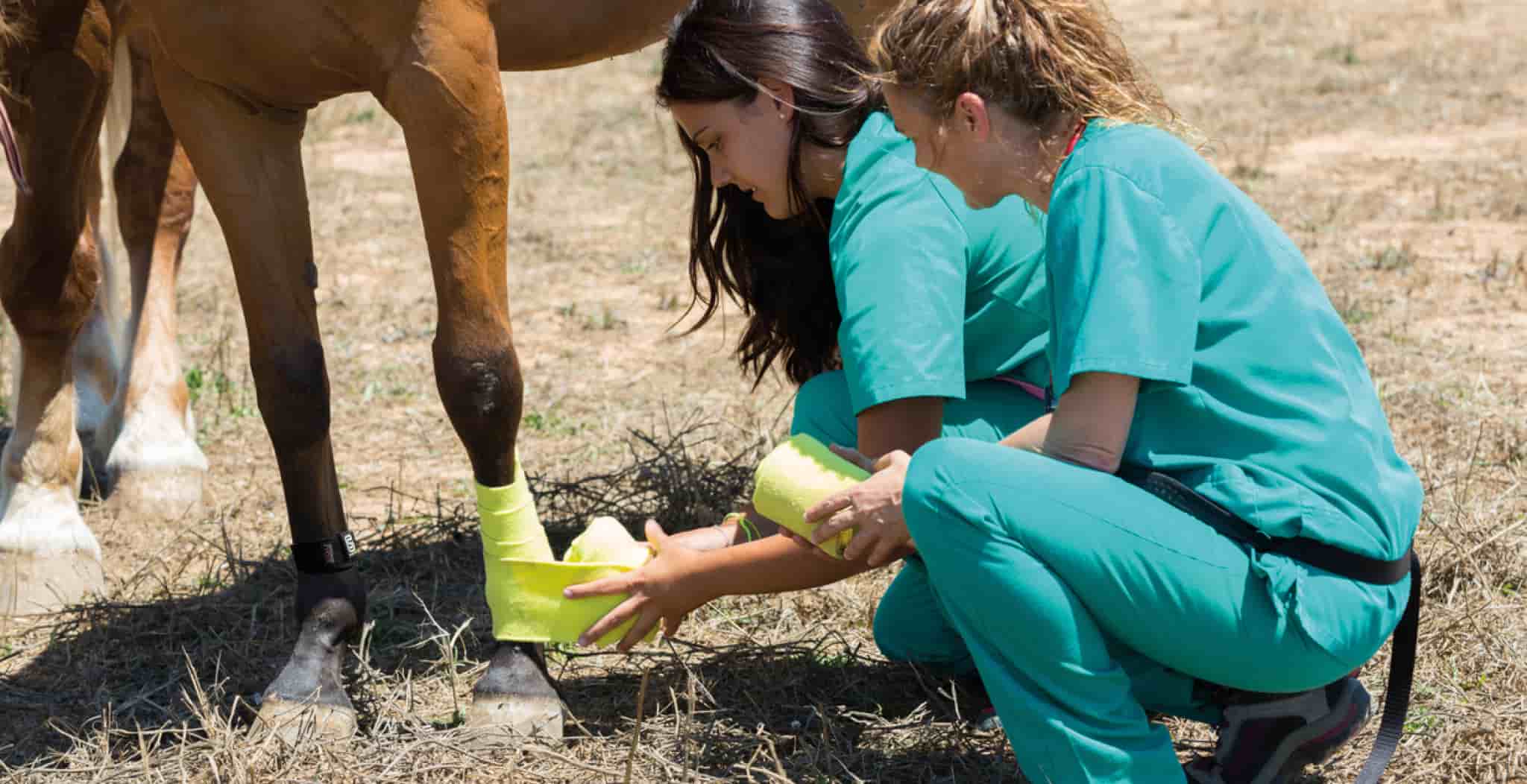 Equine Digital Flexor Tendon Sheath Injuries | DDFT Symptoms, Treatment & Rehabilitation