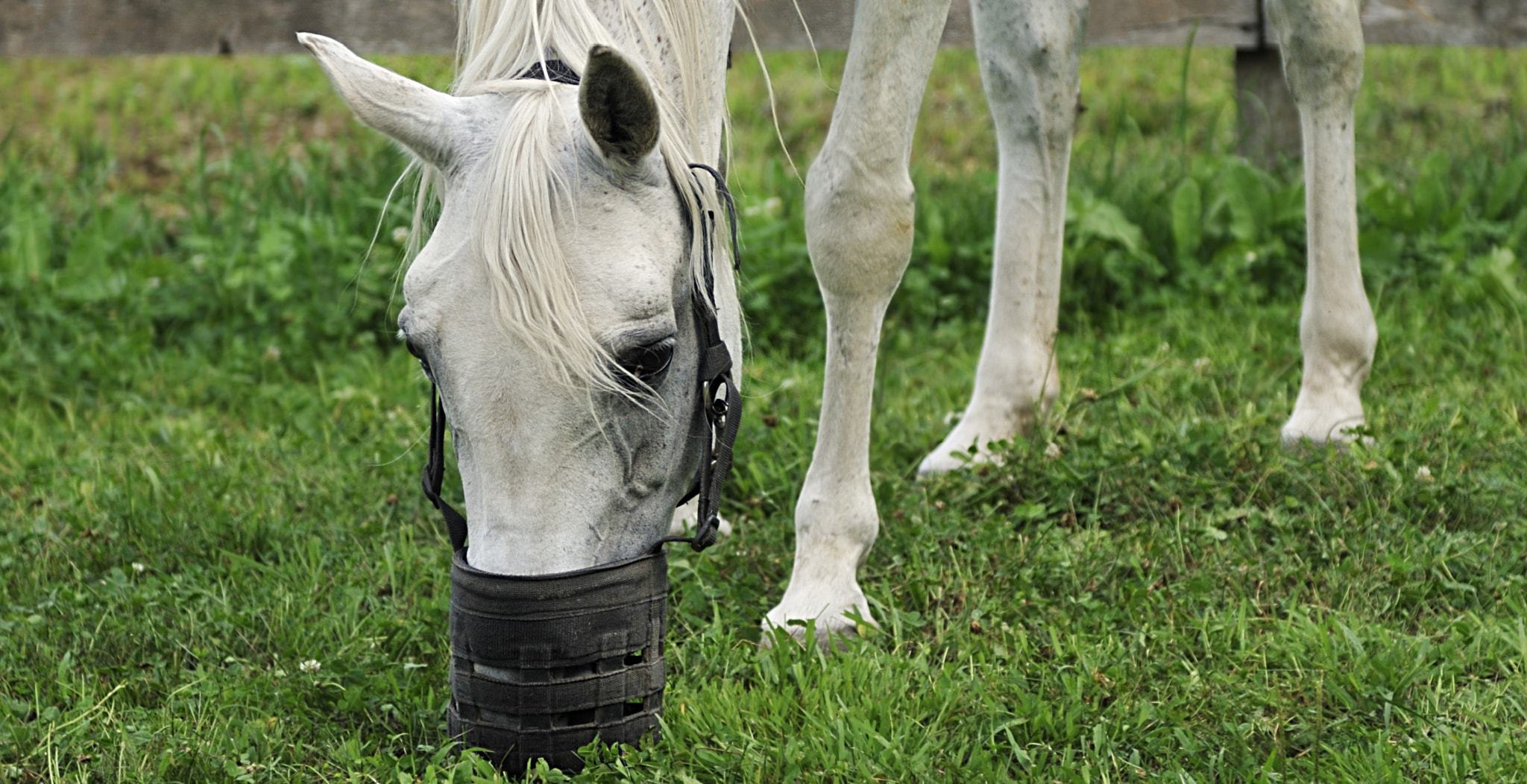 EQU Streamz magnetic horse bands information directory on laminitis in horses. Laminitis is an inflammatory condition of the sensitive layers (laminae) within a horse’s hoof.