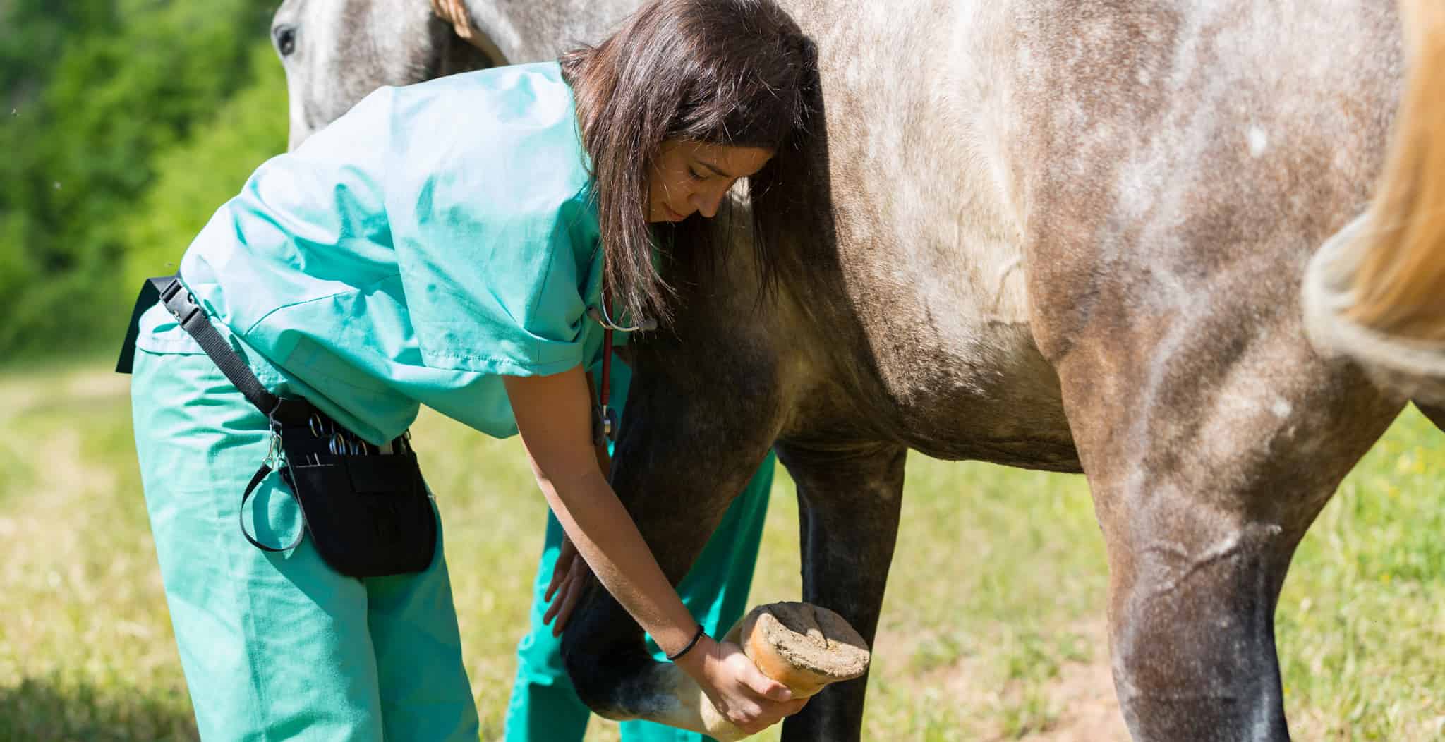 Best Equine Alternative Therapies