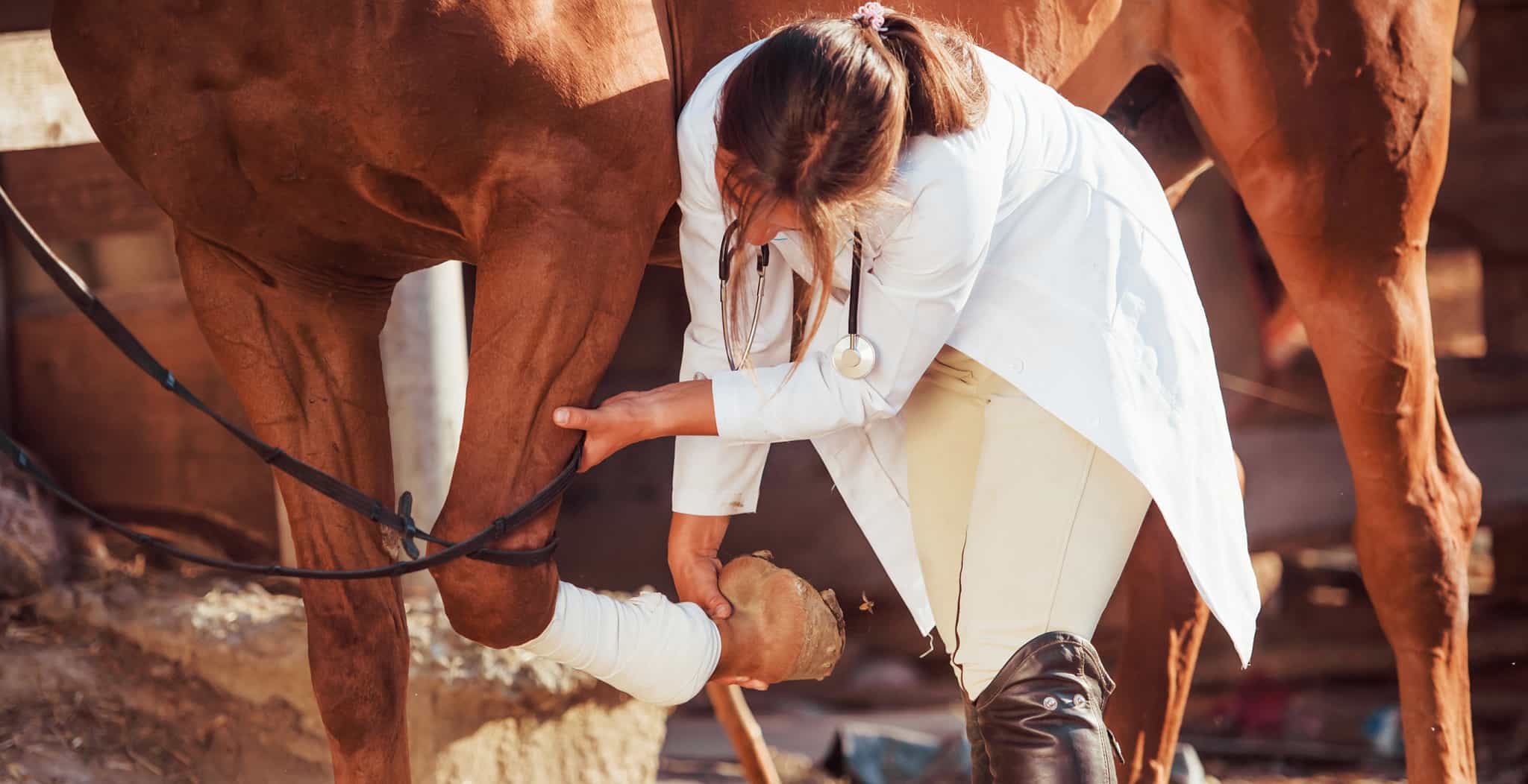 Ringbone in horses or ponies is actually a form of osteoarthritis within the pastern or coffin joint. This article looks at Ringbone symptoms, causes and common treatments applied to support horses with the condition image
