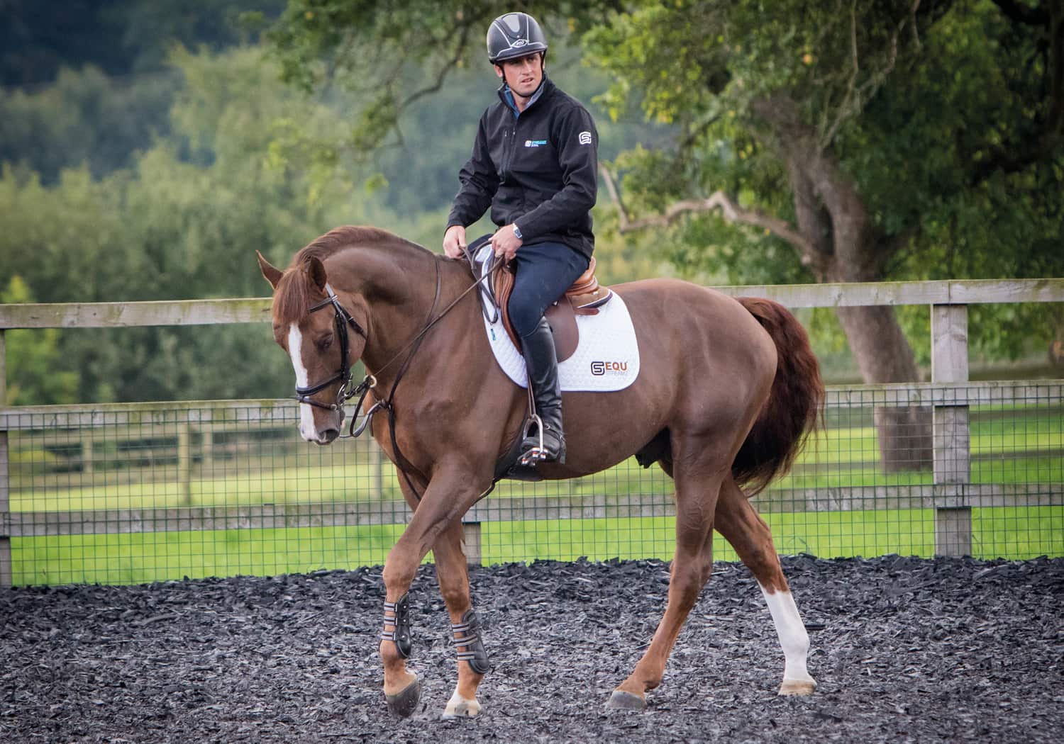 EQU-StreamZ-Magnetic-Horse-Bands-Trevor-Breen-sportshorses-and-horse-with-bands-on-for-recovery-rehabilitation