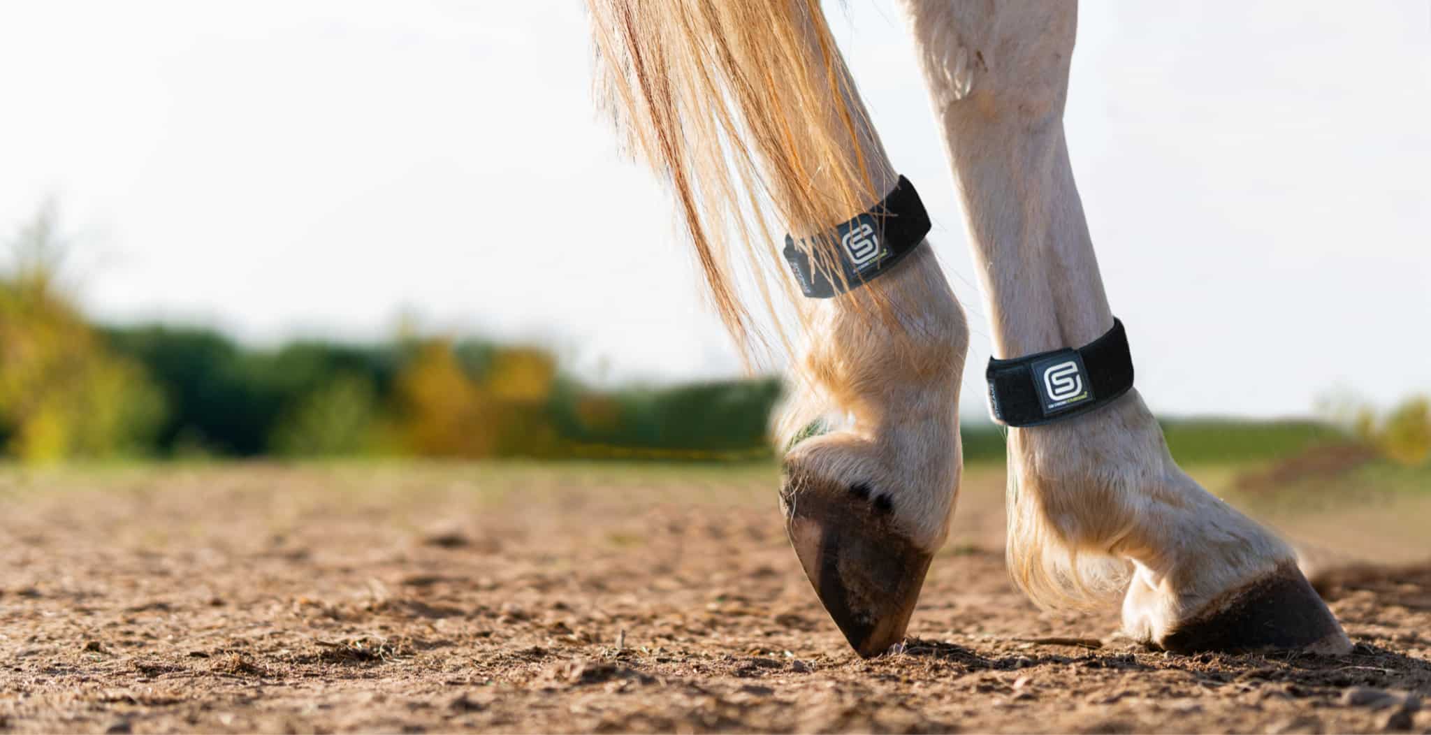 Advanced Magnetic Horse Bands, advanced joint care & wellbeing for horses. Image of horse wearing two bands turned out.