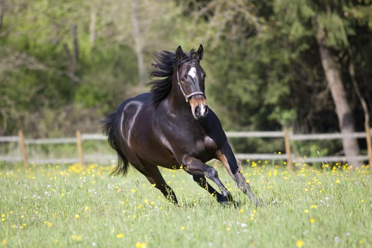 EQU Streamz advanced magnetic fetlock hock bands for horses-Horse Mobility Study-horse running through field of buttercups looking mobile and flexible after using streamz unique magnetic horse bandsimage