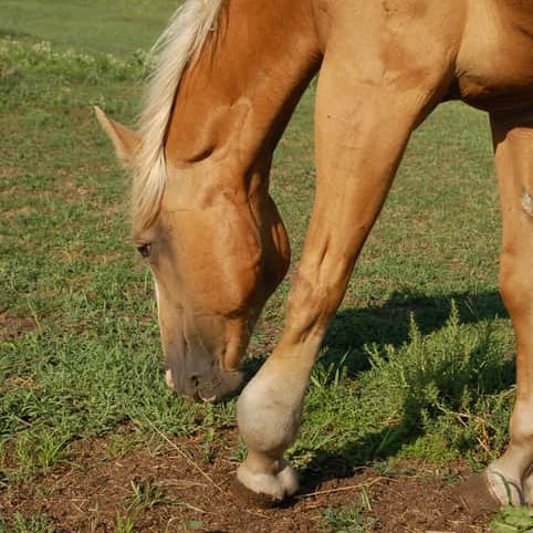 EQU Streamz advanced magnetic fetlock hock bands for horses treatment for windgalls study group of 25 horses image for study page. Horse with swollen and inflammed fetlock from windgall or windpuff. Does advanced magnetism help.