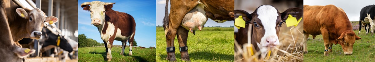 MOO Streamz magnetic bands for the bovine industry whether for cows, cattle, bulls, dairy, calves and injured animals.