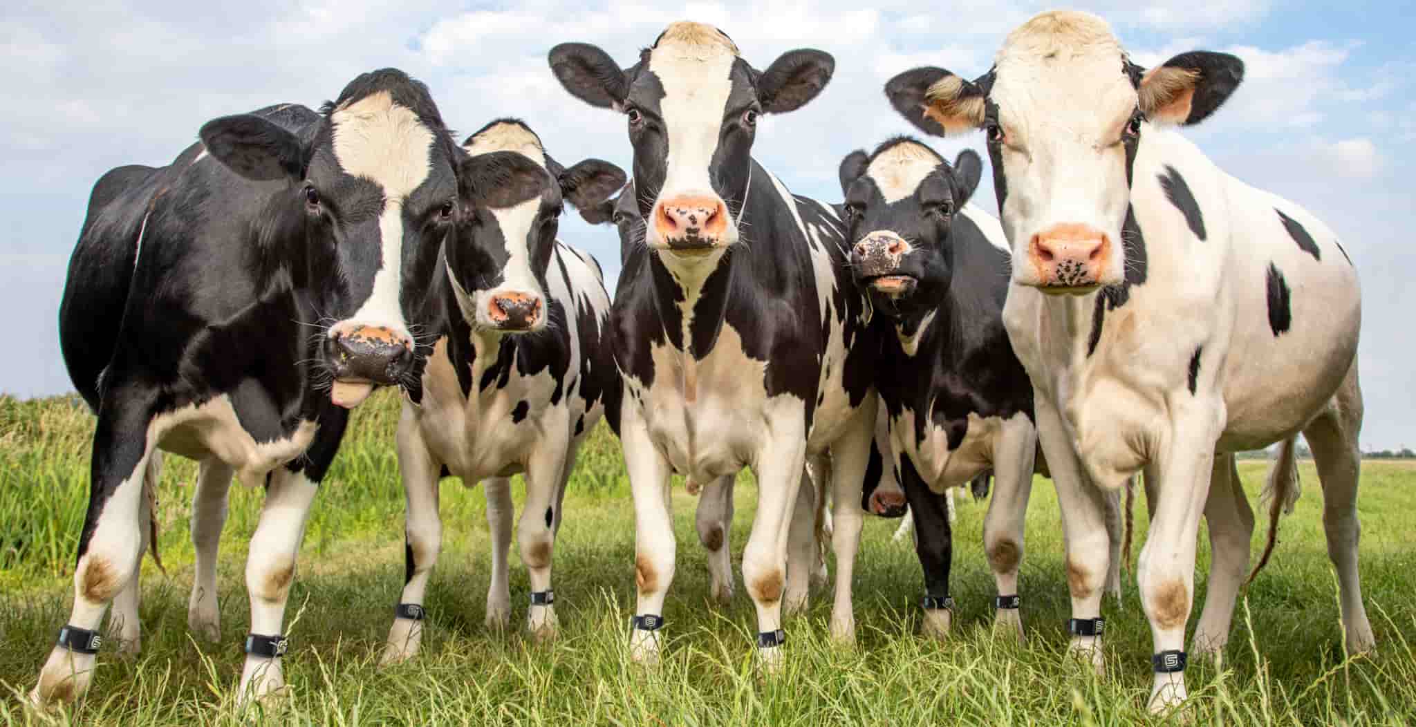 MOO StreamZ Advanced Magnetic Bands for Dairy Cows & Cattle| Bovine Joint Care & Wellbeing.