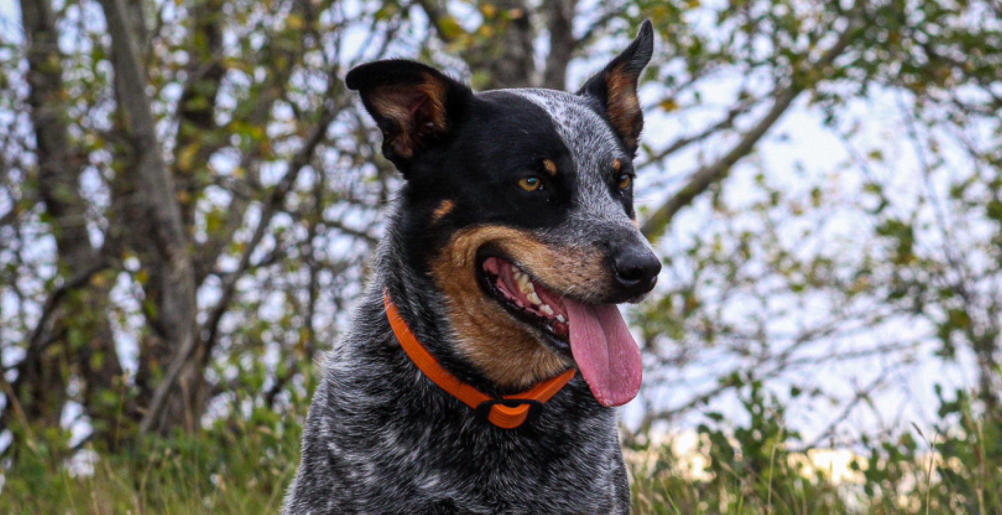 DOG Streamz advanced magnetic dog collars therapy bands for dogs and puppies. Arthritis, dysplasia elbow and hip and many age related issues. Natural and non-invasive magnetic therapy for dogs. Image of Riggin in orange dog streamz collar with tongue out
