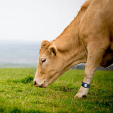 MOO StreamZ Magnetic Bands