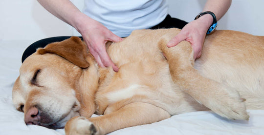 Alternative therapies | Massage therapy for dogs and horses