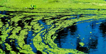 Blue-Green Algae Warning This Summer | A severe danger to your dogs life and something to be aware of