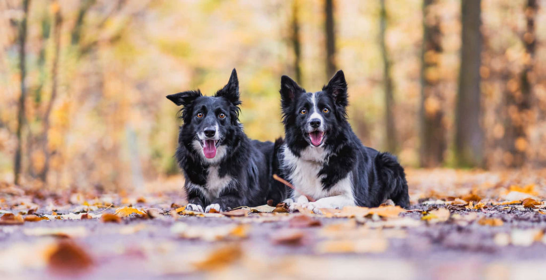 Understanding Common Health Conditions found in Border Collies