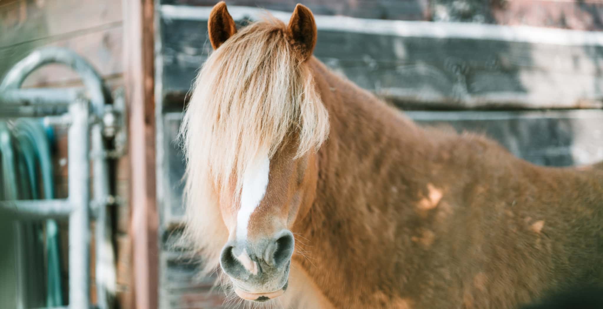 Equine Cushing's in Horses | Symptoms, Causes & Treatments