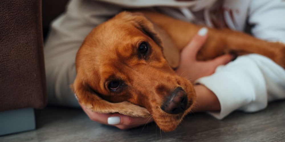 Recovery and Rehabilitation for Dogs with Joint Pain and Mobility Issues, Dog Lying Down.