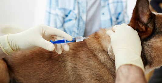dog streamz magnetic collar blog page on vaccinating dogs and tips on how to get them to the vet without increasing anxiety levels. Image of dog having vaccine.