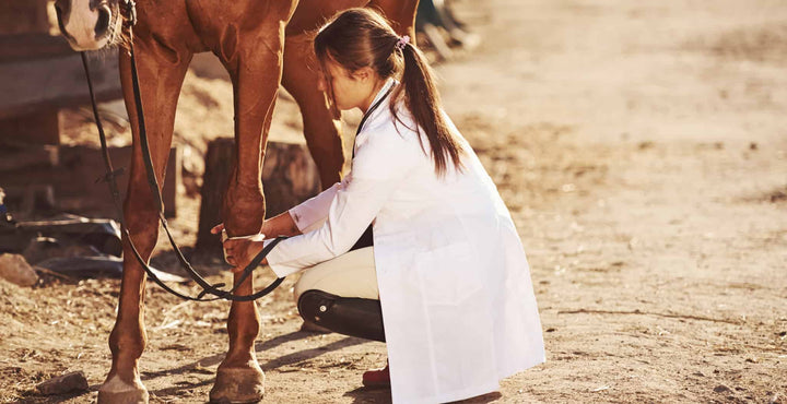 Diagnosing and treating splints in horses – StreamZ (Australia)