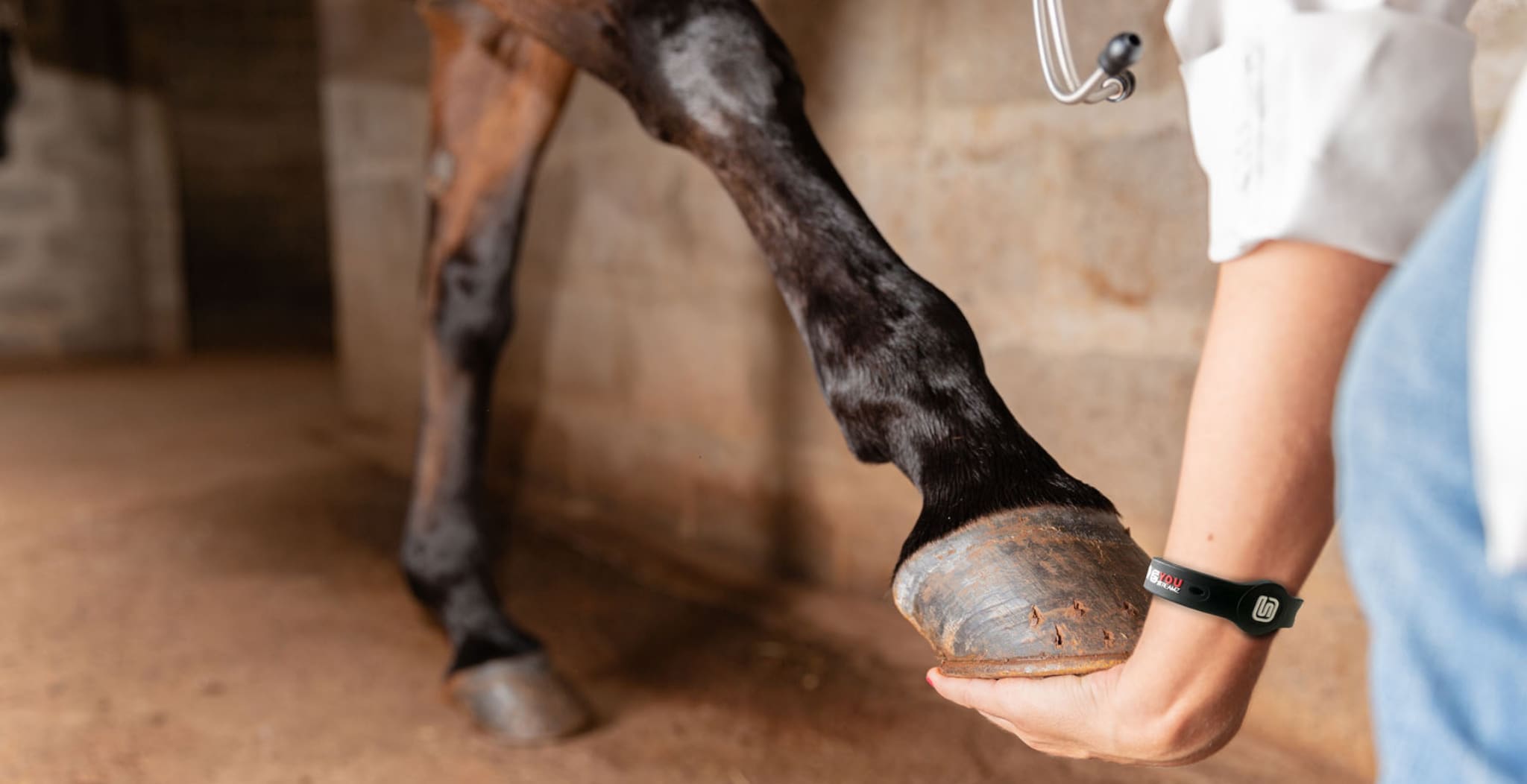 Dr Anna-Maria Wolf was sent a pair of EQU StreamZ advanced magnetic bands to be used on her clients horses with a view to her providing her professional opinion on the product.