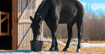 EQU Streamz winter tips for caring for your horse. winter is often the most challenging time of the year to manage and maintain your horse health with plenty of things to continually check and worry about.