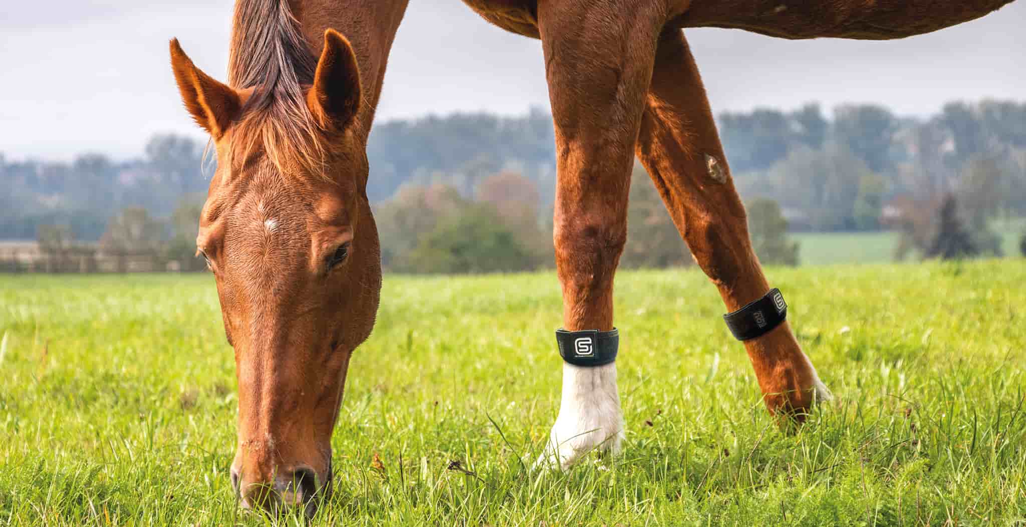 Laminitis in 2026: Modern Breakthroughs and Surviving the Spring Flush