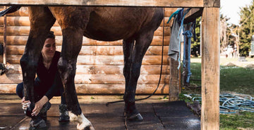 Tendonitis in horses | Symptoms, Causes and Treatments