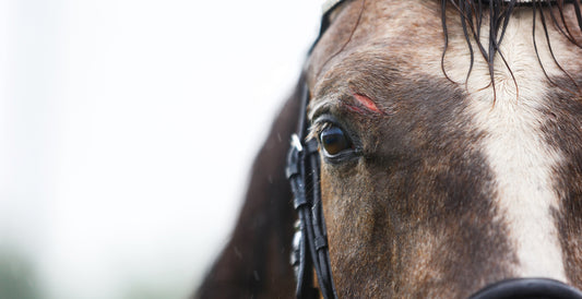 Cuts and Wounds in horses. Causes, Symptoms and Treatments. Image of horse with cut to eye