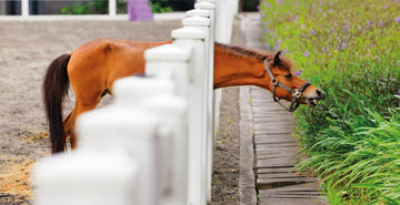 Can Advanced Magnetic Technology help with your horses mobility?
