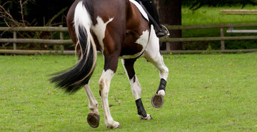 Stifle injuries in horses main blog image. Causes, symptoms and treatments. Horse running showing stifle area.