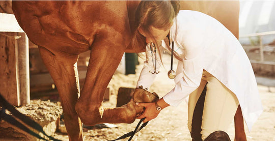 equ streamz joint condition in horses image, symptoms diagnosis and treatments