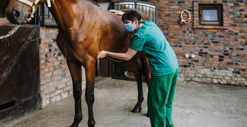 Common Causes of Equine Lameness | Treatments and Prevention