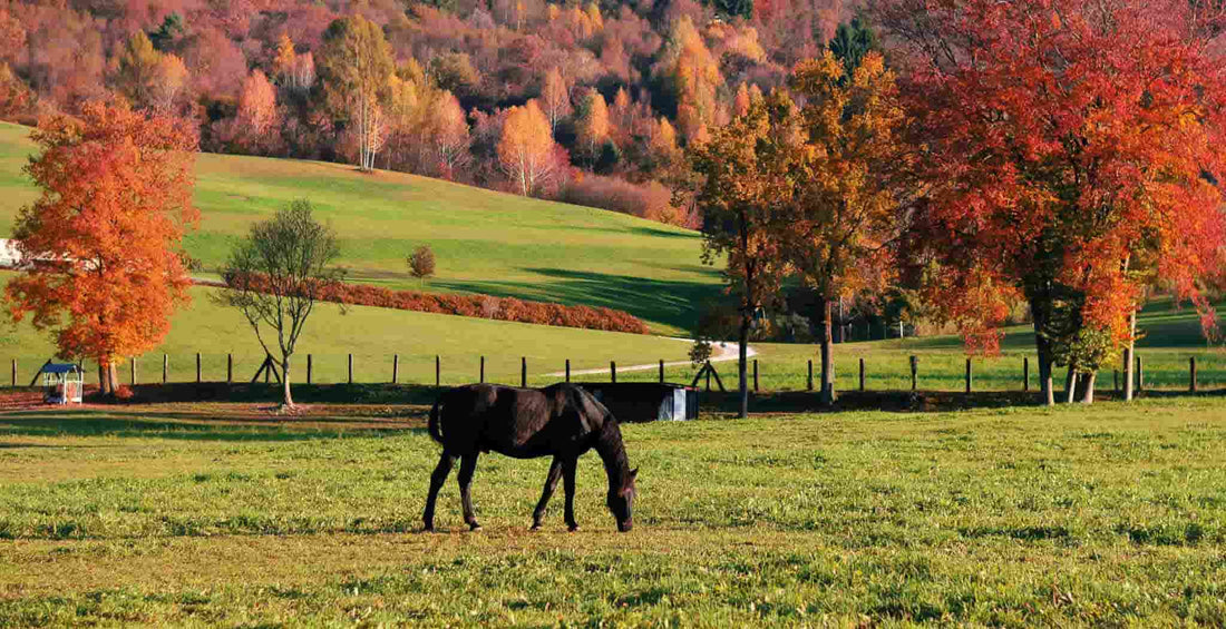 Look After Your Horse This Autumn or Fall with This Important Health Checklist