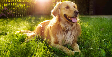 Golden Retrievers | Commonly Found Health Issues with Golden Retriever Dogs