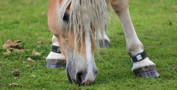 A healthy horse has happy hooves blog article main imag eof horse wearing equ streamz bands with healthy hooves