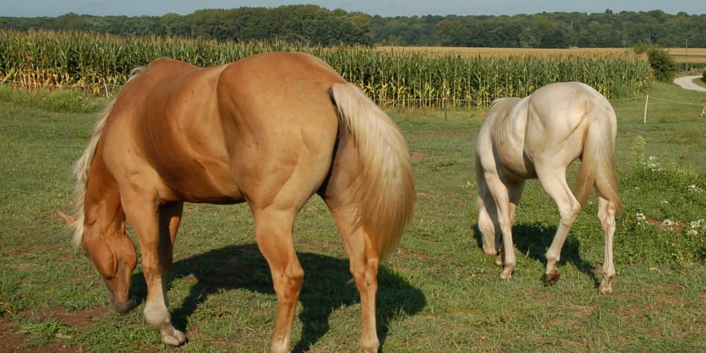 Filled leg in horses. Horse with one filled leg in field.