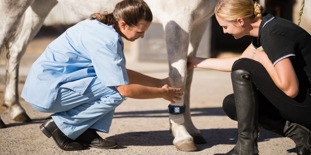 The Importance of Keeping Your Horse's Legs Clean When Using EQU StreamZ Horse Bands