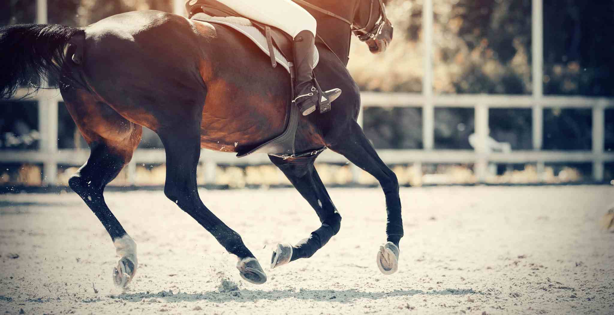 How to Prevent Injuries in Horses, main blog image of horse in arena