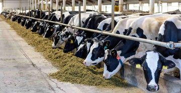 Moo streamz blog image. Dairy cows and how lameness effects their production levels and dairy farmers economics.