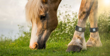 equ streamz shine a light series helping us spread the word about our advanced magnetic therapy for horses