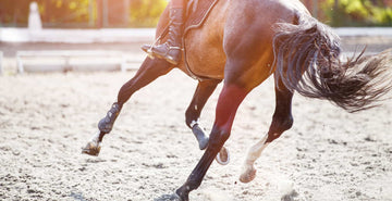 Sesamoid Injuries in horses | Diagnosis, treatment and prevention