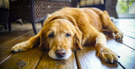 DOG StreamZ Magnetic Dog Collars Information Directory on Canine Dysplasia whether Hip & Elbow Dysplasia in Dogs. Information on symptoms, causes and treatments owners commonly use when their dog is diagnosed with dysplasia.