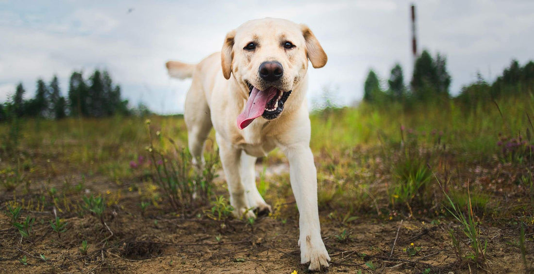 DOG StreamZ Magnetic Dog Collars Information Directory on Labrador Retrievers. Osteochondritis Dissecans, Canine Epilepsy, Elbow Dysplasia, Hip Dysplasia, Elbow Dysplasia, Gastric Torsion (bloat) and more. 