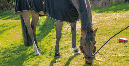 Carolyn Mellor | Using EQU StreamZ on two Grand Prix dressage horses