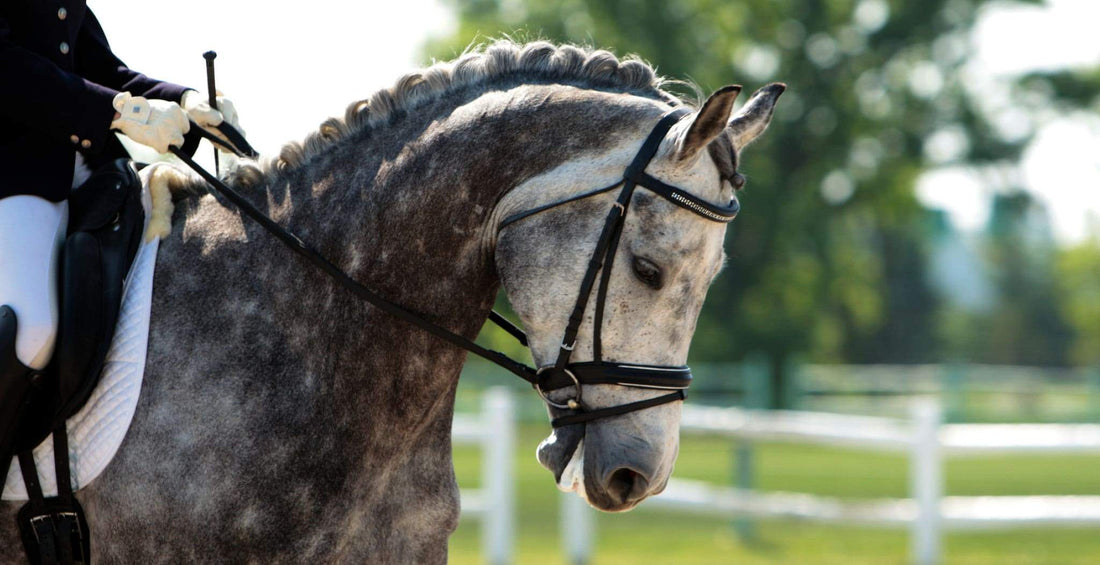 EQU StreamZ fetlock bands Information Directory on Dressage Discipline. Looking at how best to support a variety of health issues found with dressage horses, both British and Western dressage, due to the high intense and mobile discipline of dressage.  
