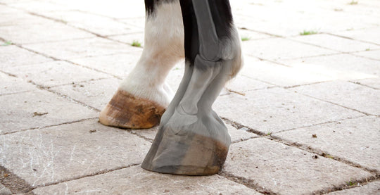 EQU StreamZ magnetic horse bands are used across the world to support arthritis in horses and ponies. Information directory showing what arthritis treatments are commonly used which now includes magnetic horse bands