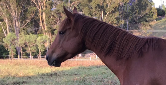 Feedback on Evas traumatic injury and recovering using EQU StreamZ magnetic horse bands.