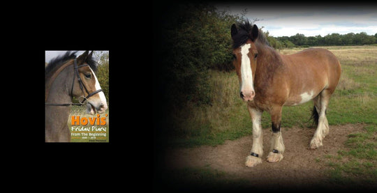 EQU Streamz Hovis the horse wearing EQU Streamz magnetic bands over his feathers endorsement 