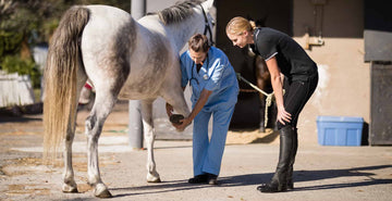 While you may suspect lameness in your horse, a qualified vet is needed to ensure an accurate diagnosis. 