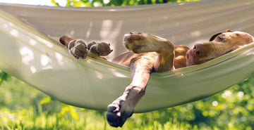 5 Canine Health Issues to Watch Out For in Summer. Keep these tips in mind to minimize the potential of these hazards in the summer months when it is hot out there for your dog. Image of dog in hammock summer.