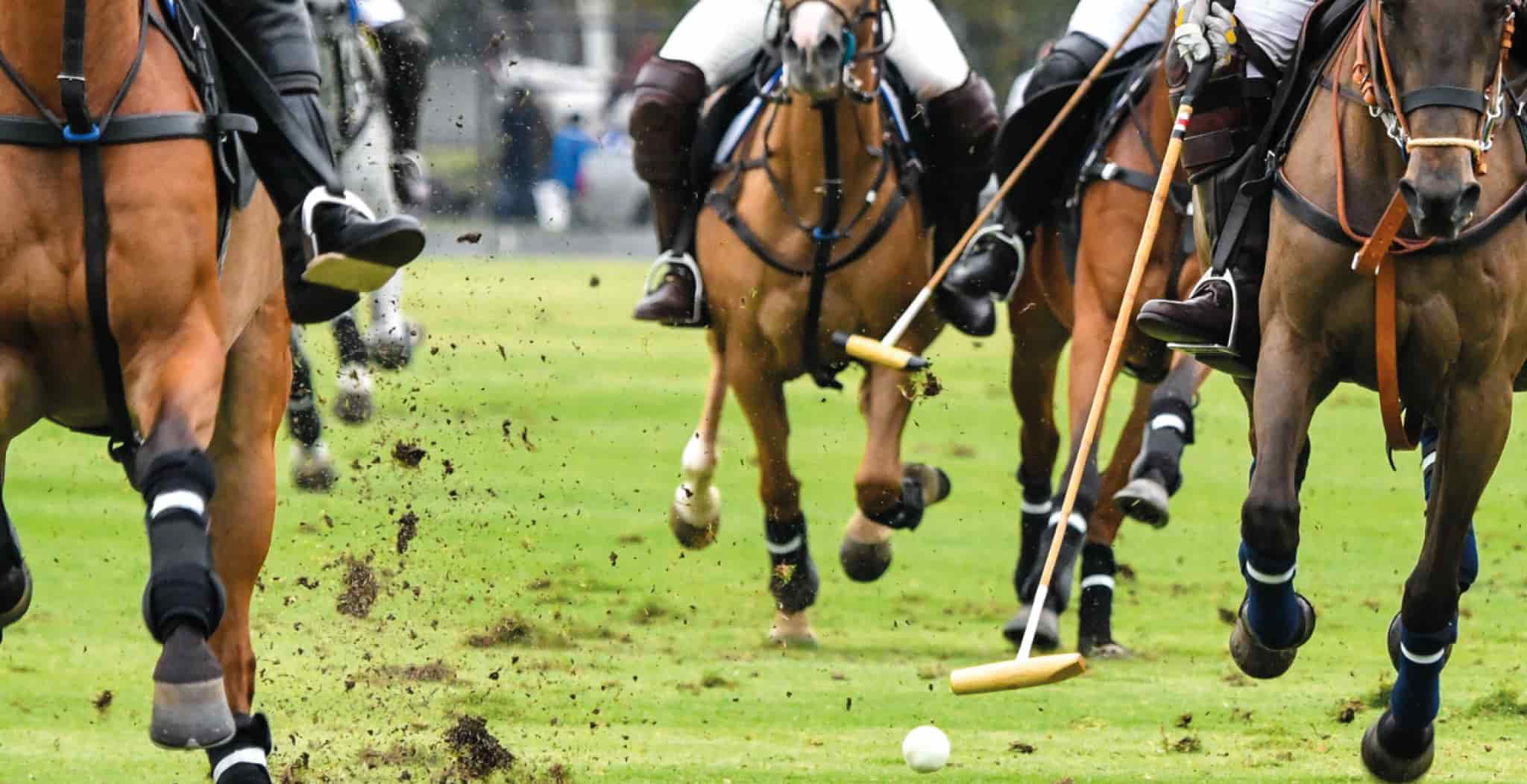 Polo | Common Breeds used as Polo Ponies and injuries they may suffer from